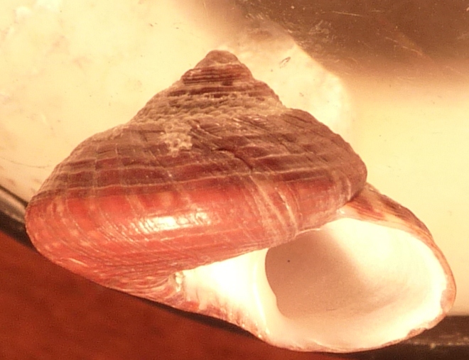 Trchidae Gibbula umbilicaris umbilicaris ?